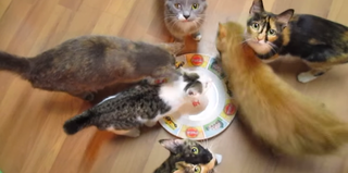 Illustration for article titled ​Man With A Death Wish Tricks Cats Into Eating 'Invisible Tuna'